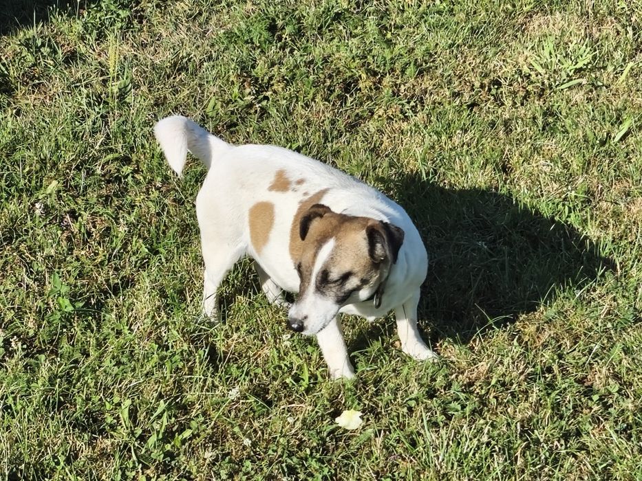 Jack Russell Terrier, suczka