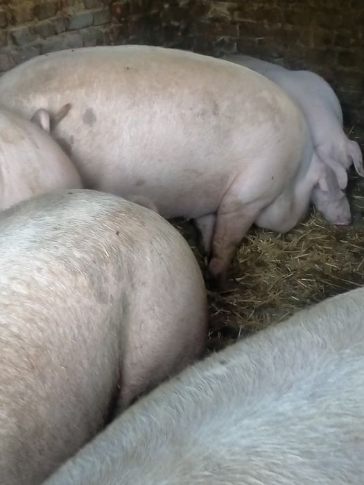 Продам великі свині  180кг+.