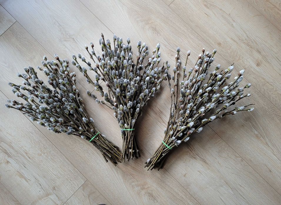 Bazie świeże różne rozmiary i kształty bazi /do produkcji palm