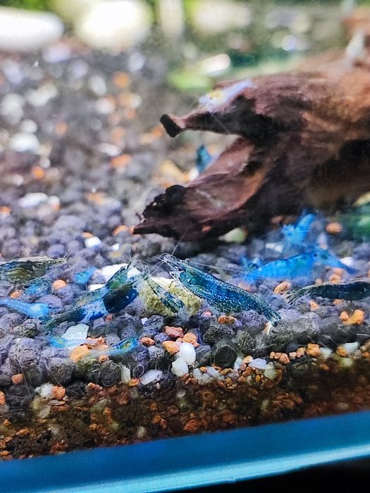 Camarões Neocaridina