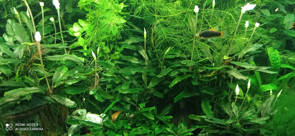 Продам буцефаландри  4  види.