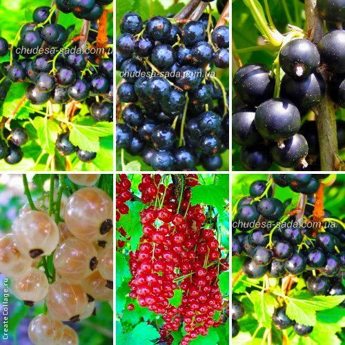 Саженцы яблоня,груша,слива,вишня,черешня,персик,абрикос, виноград,розы