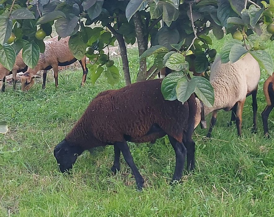 Borrego cruzado .