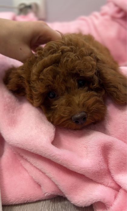 Міні  мальтипу.