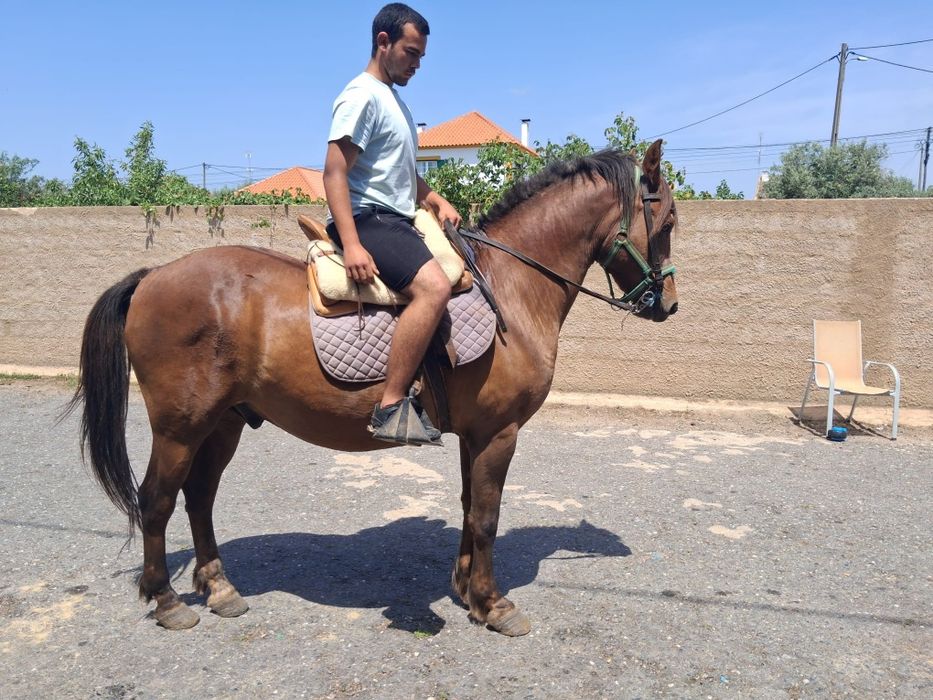 Cavalo cruzado a breton