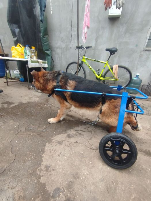 Інвалідний візок для вівчарки лабрадора великої собаки. Виготовлення