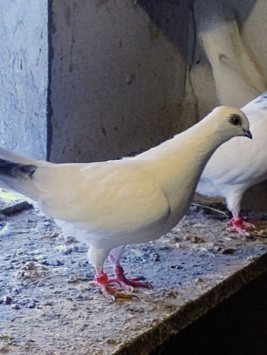 Gołębie Budapeszty