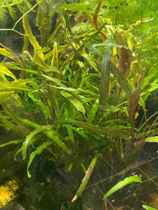 Krewetki Mech Java moss Riccia .