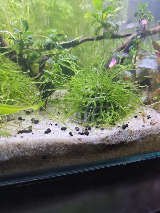 Musgo cristal riccia  e musgo christmas