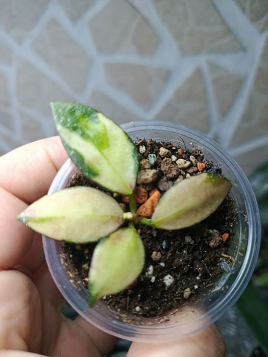 Hoya, Nabawanensis variegated,compacta Mauna Loa