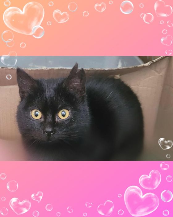 Czarna kotka białaczka Felv+