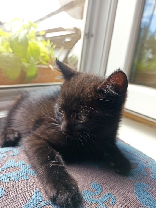 Азіатські короткошерсті кошенята