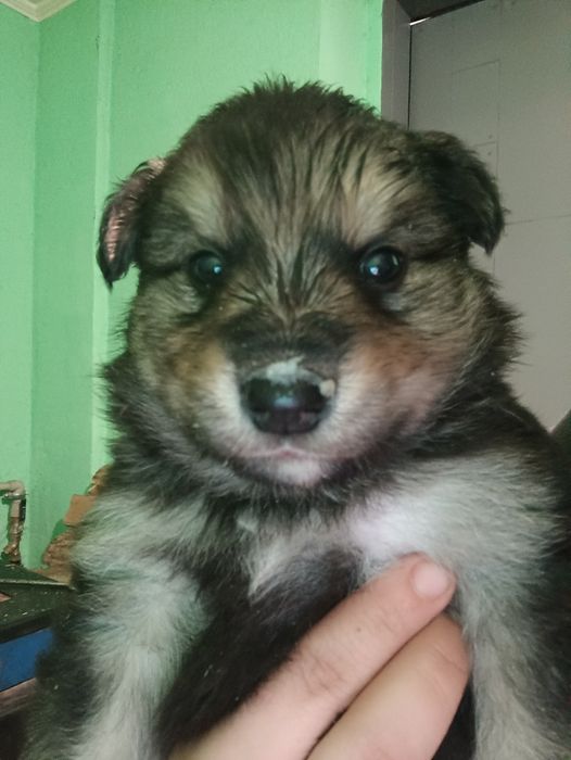 Отдам щенков в хорошие руки 2 мальчика