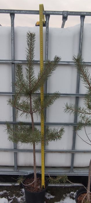 Сосна  чорна Pinus Nigra