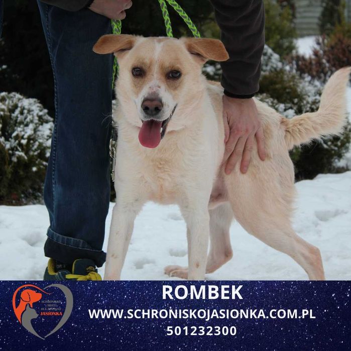 ROMBEK do adopcji Schronisko Jasionka