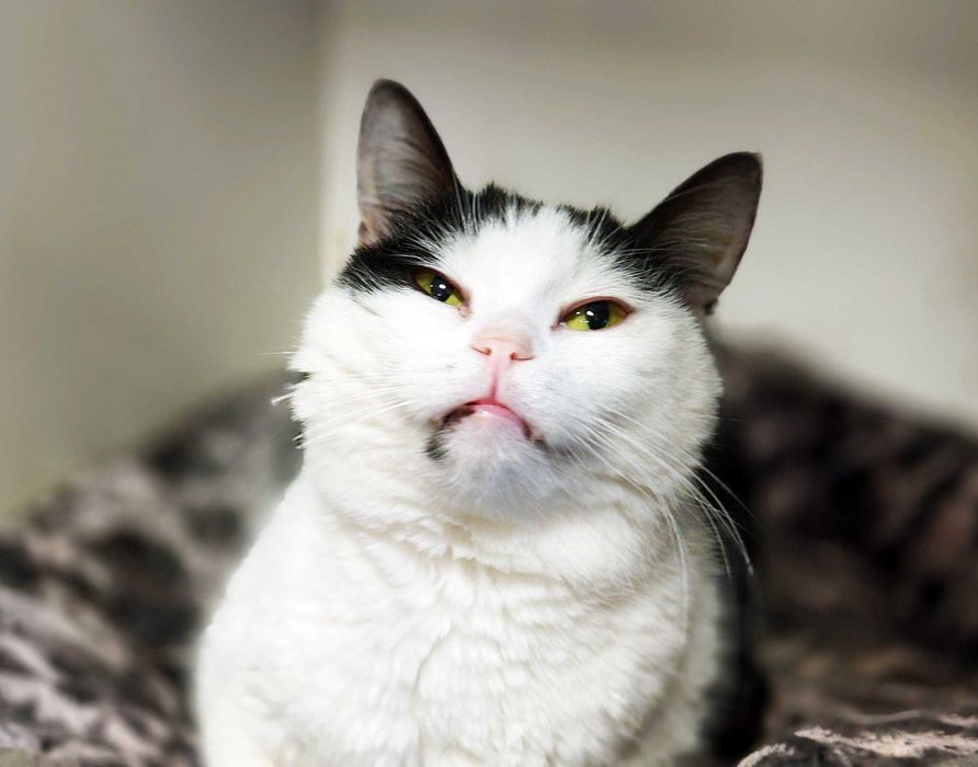 Вишукана кото-дівчинка Арома, 1.5 року шукає свою сім’ю. Коти, киці