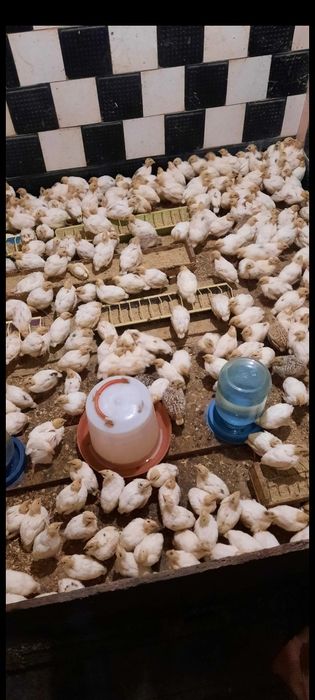 Суточные перепела