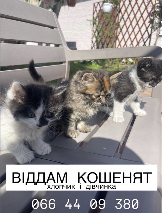 Віддам кошенят хлопчик і дівчинка