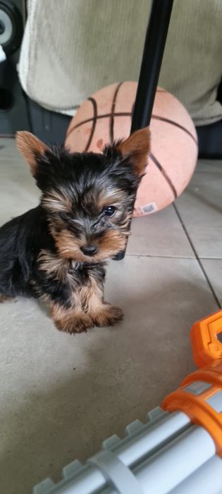 Yorkshire terrier piekny szczeniak! Mini suczka 0.5kg