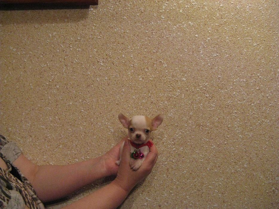 Chihuahua śliczny wyjatkowy mini biały piesek