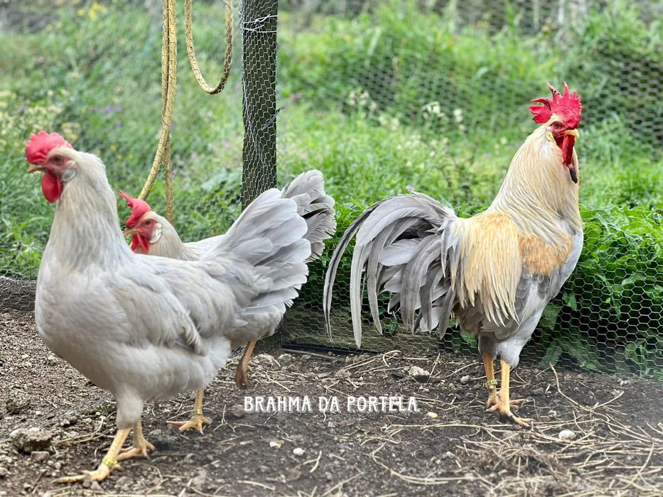 Brahma / Wyandotte / Leghorn ( AVES )