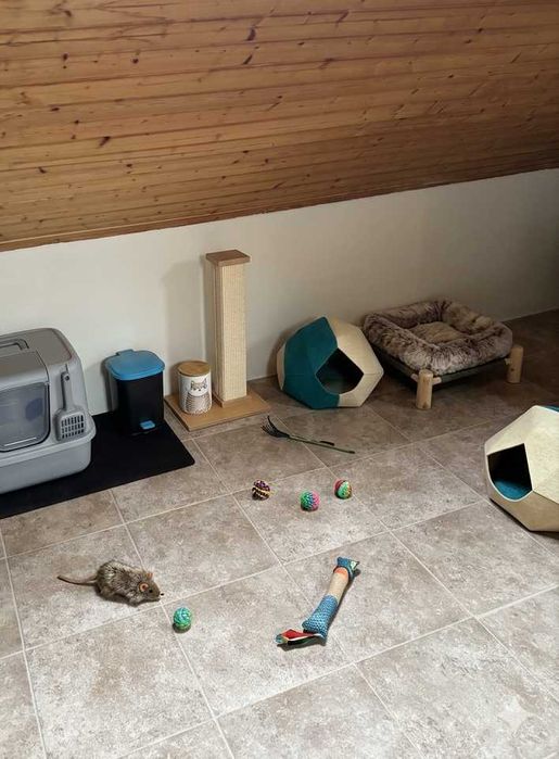 Hospedagem Familiar | Passeios | Pet Sitting
