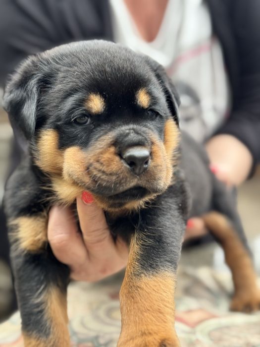 Щенки Ротвейлера