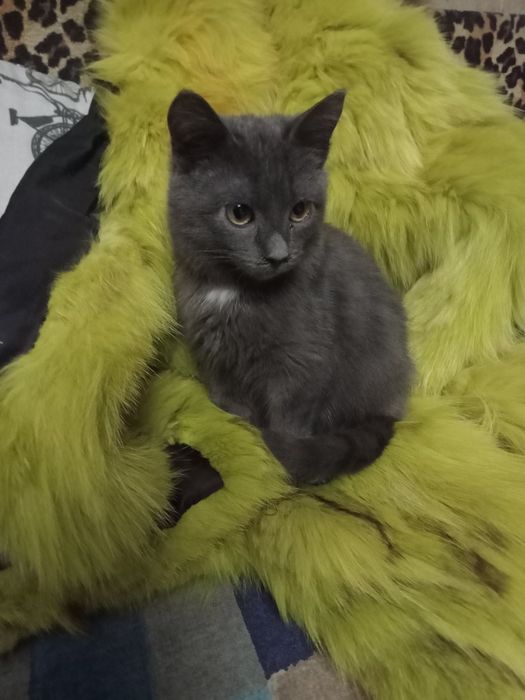 Киця британочка красуня