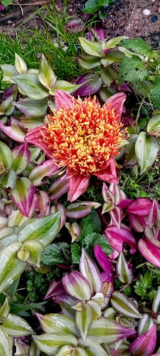 Lirio pincel Scadoxus Puniceus