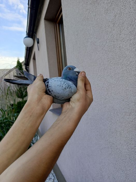 Witam sprzedam samice Staropolską