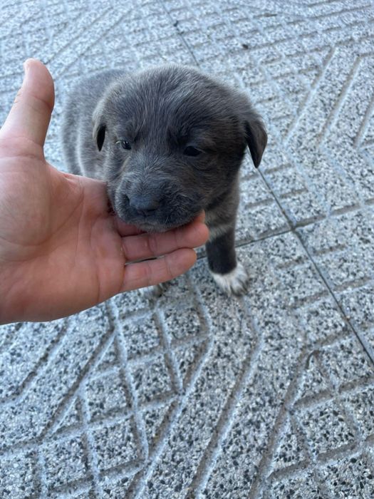 Cadelas para adoção responsável