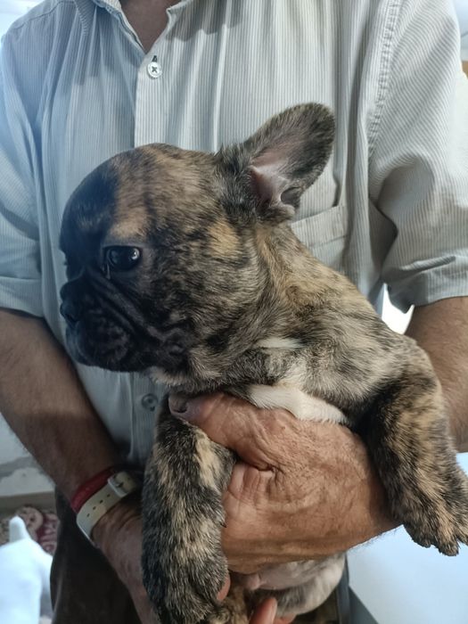 Bulldog macho lindo lindo