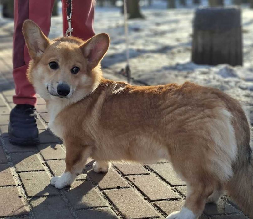 Дуже чудовий хлопчик вельш коргі пемброк,док КСУ,Київ