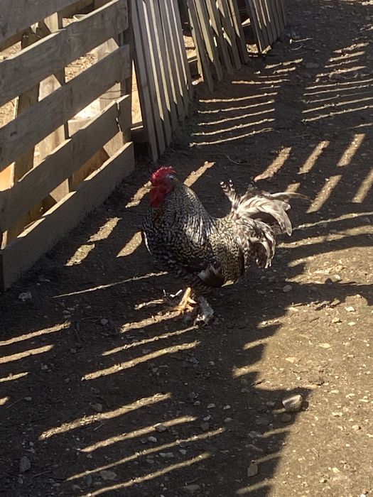 Galo chines tamanho medio