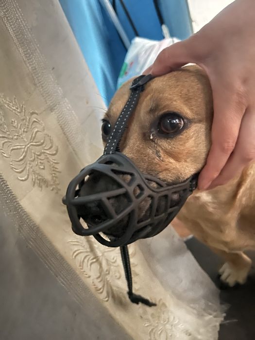 Намордник для собаки 10-15 кг (розмір М)