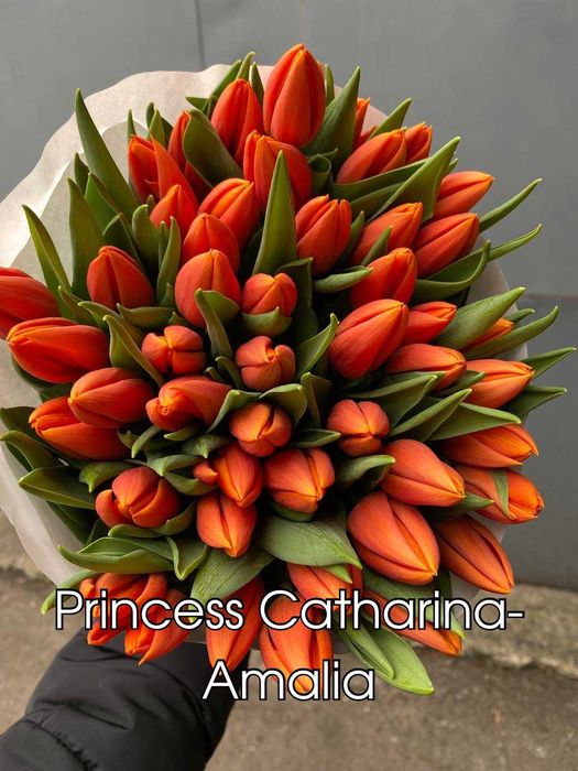 Тюльпани ОПТОМ Український Голандський, під 8 березня Пан Тюльпан