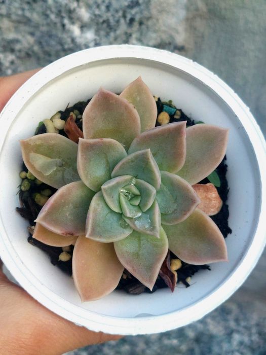 Suculentas 2€ cada