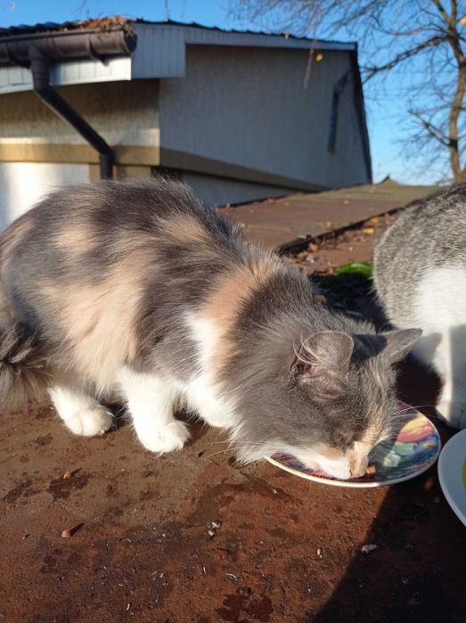 Кошеня дівчинка безкоштовно в добрі руки