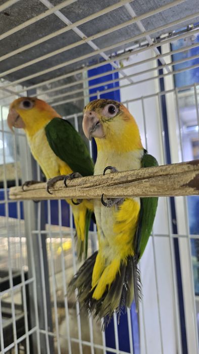 Marianinhas muito meigas