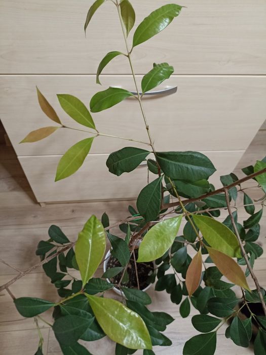 Лілі-Пілі, плодова рослина/ доросла рослина з фото