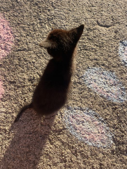 Oferta de gatinhas para adoção