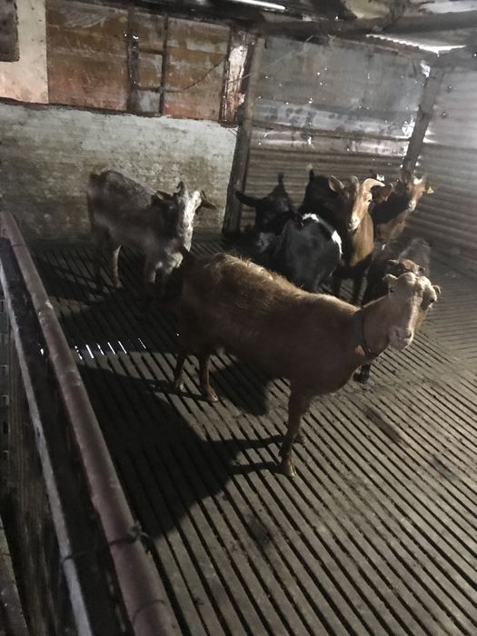 Troco 7 chibas por chibas saneas