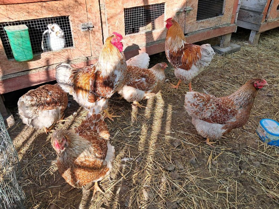 Jajka lęgowe wyandotte