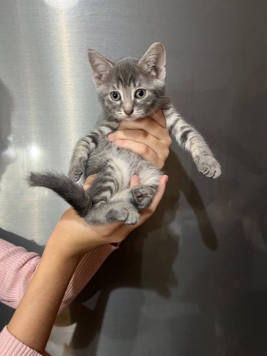 Отдам котят в хорошие руки