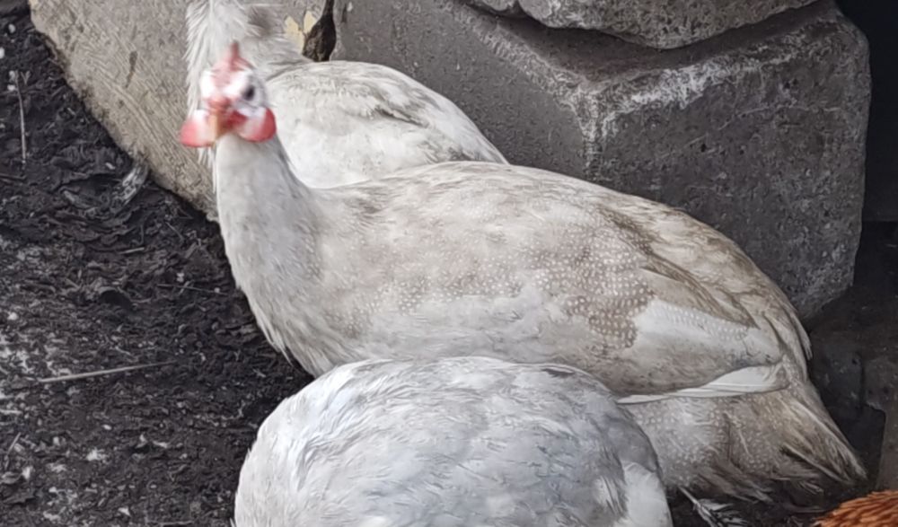 Sprzedam ptaki ze zdjęć