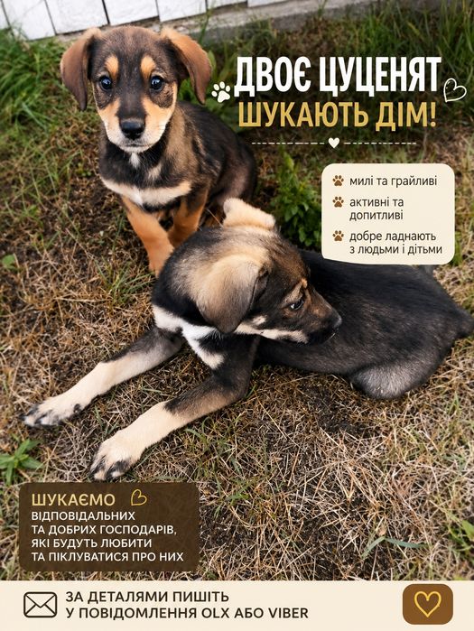 Собачки у добрі руки