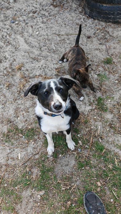 Wally do adopcji! Sandomierz