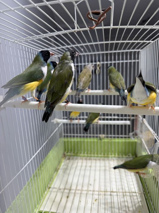 Diamantes Gould