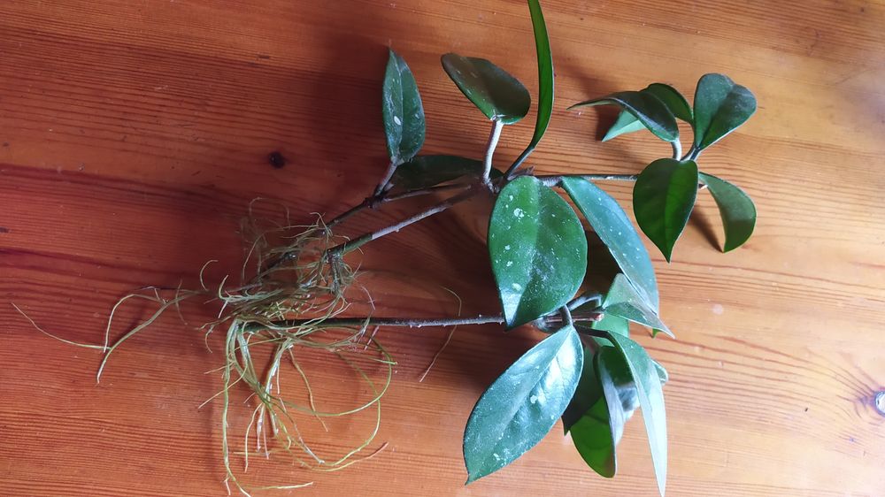 Sprzedam sadzonki hoi różowej, ukorzenione, 3 szt.