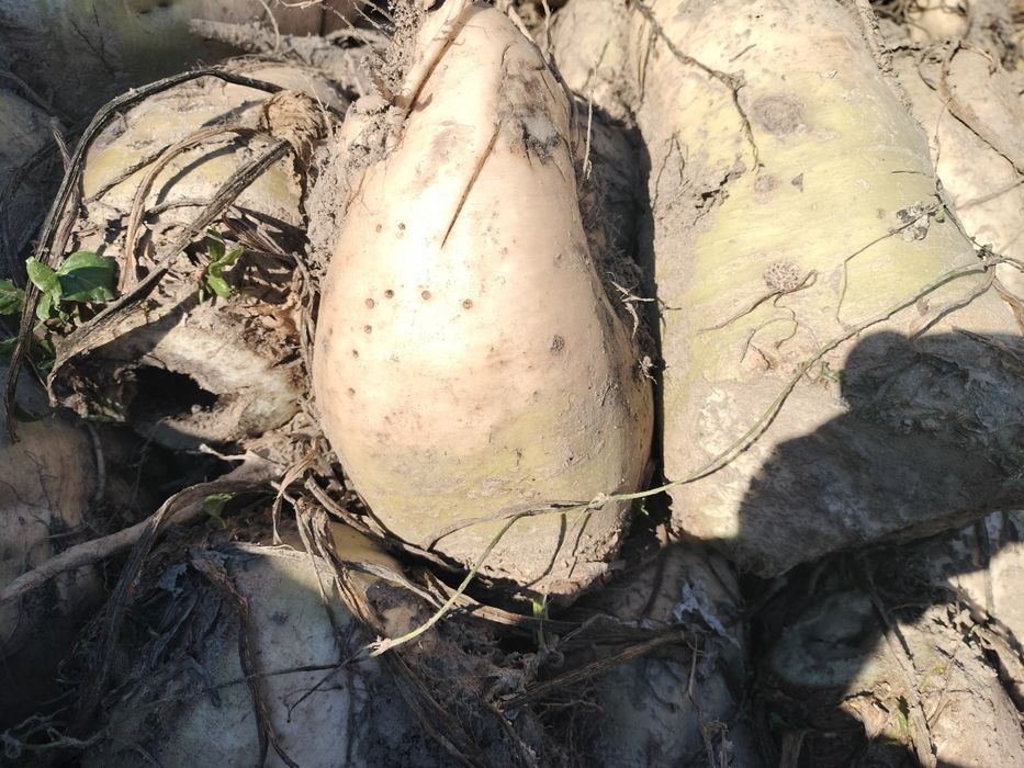 Buraki pastewne dla królików, kóz,baranów